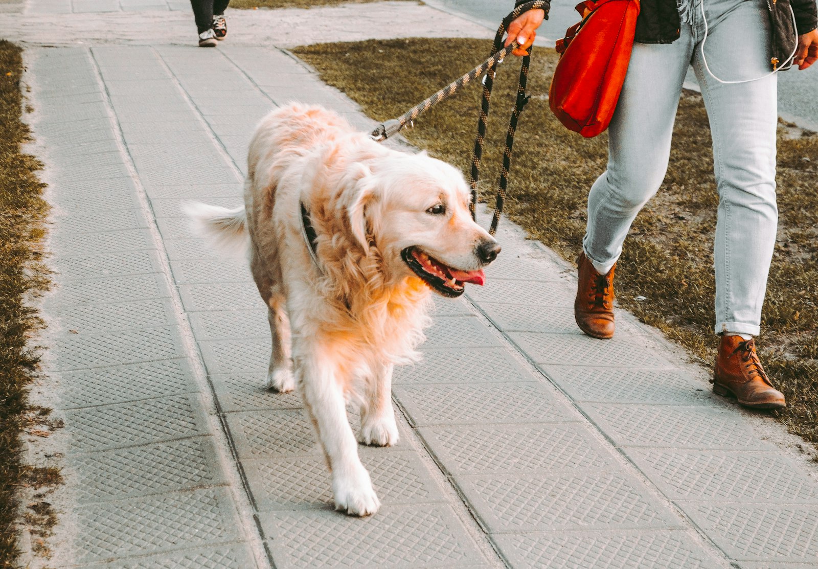 Person geht mit einem Golden Retriever auf der Straße
